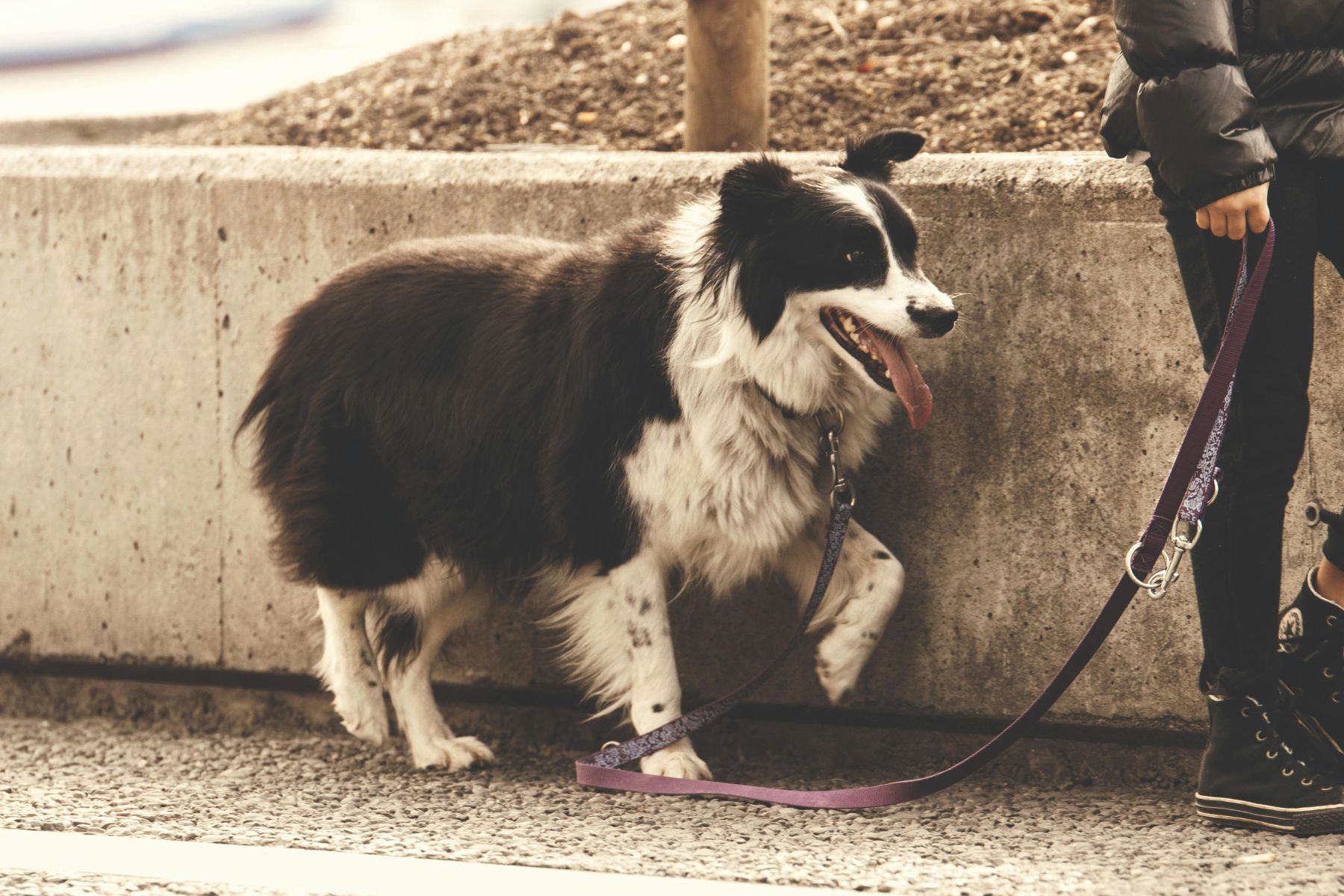 Hund-Erziehung-Tipps (Die Bildrechte liegen bei dem Verfasser der Mitteilung.)