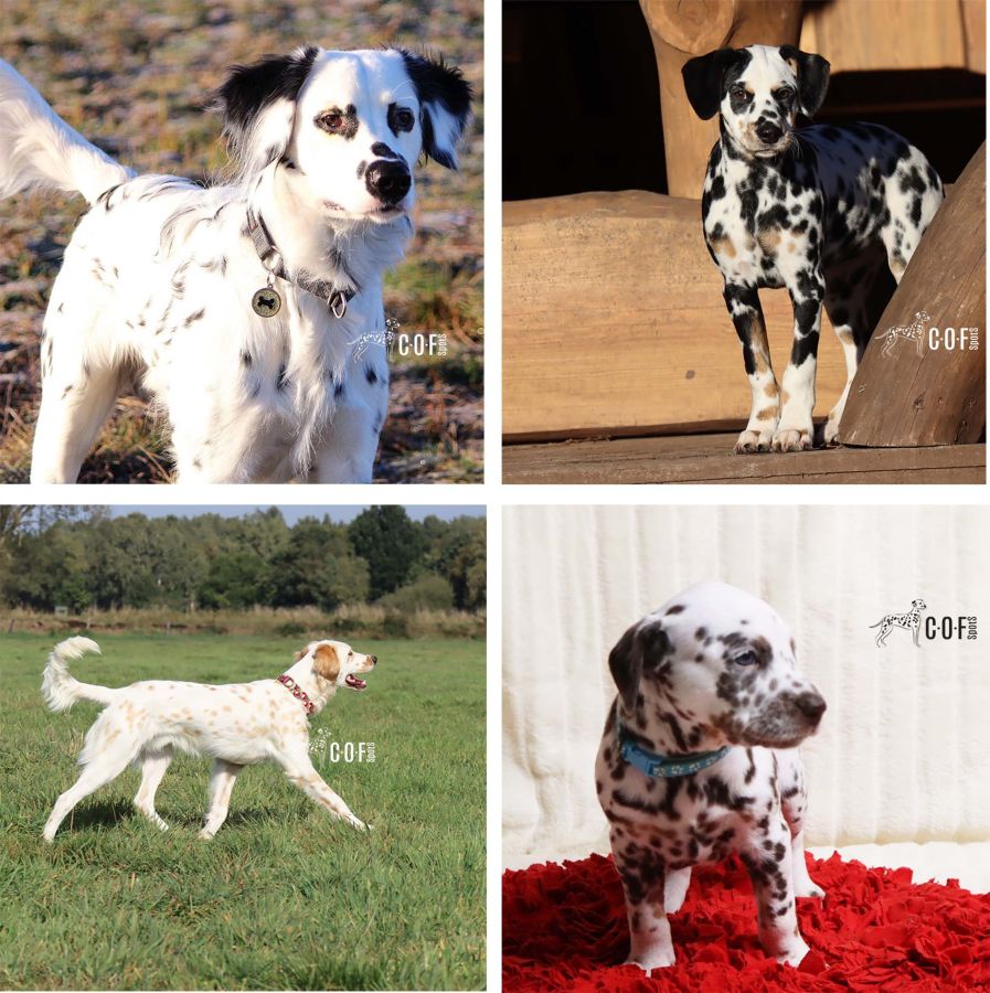 COF Spots - Für eine starke, gesunde Dalmatiner-Generation (© COF Spots Dalmatiner)