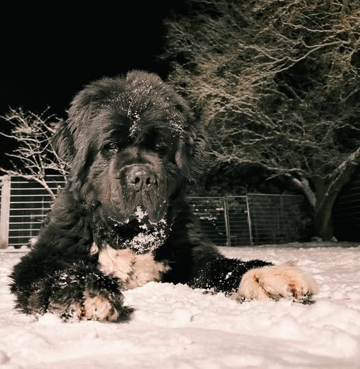 Bund Deutscher Tierfreunde gibt Tipps für Hunde im Schnee (Die Bildrechte liegen bei dem Verfasser der Mitteilung.)