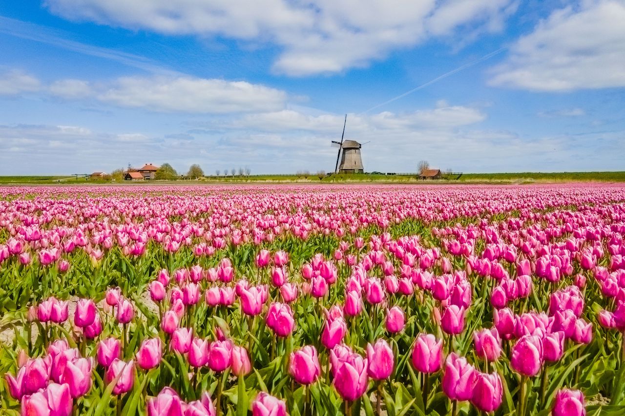 Weltweit größtes zusammenhängendes Blumenzwiebelanbaugebiet (Bildquelle: Hart van Noord-Holland& partners)