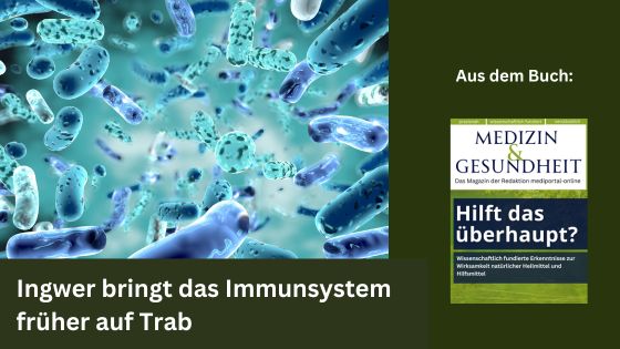 Ingwer bringt das Immunsystem früher auf Trab (Die Bildrechte liegen bei dem Verfasser der Mitteilung.)