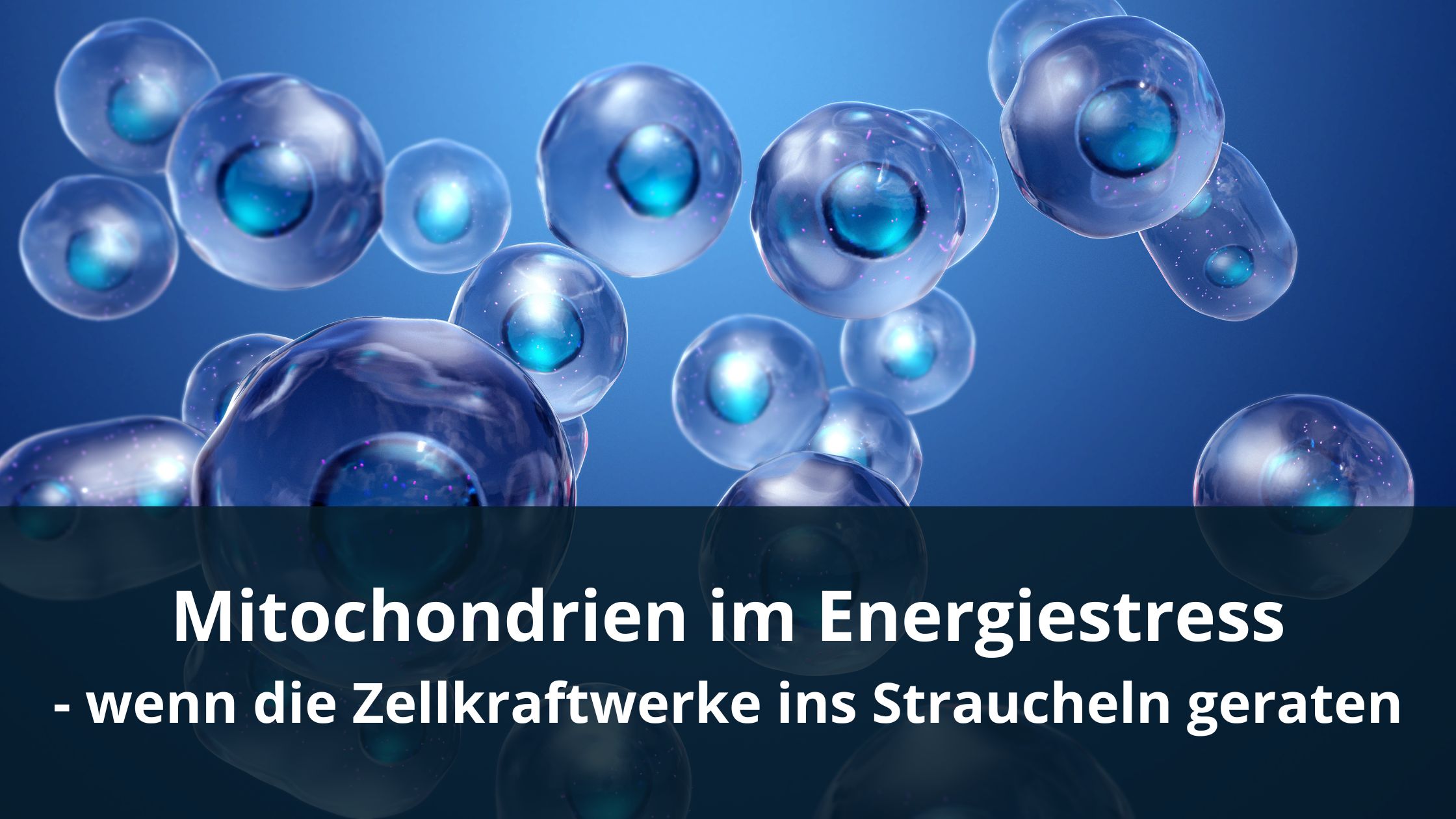 Mitochondrien im Energiestress (Die Bildrechte liegen bei dem Verfasser der Mitteilung.)