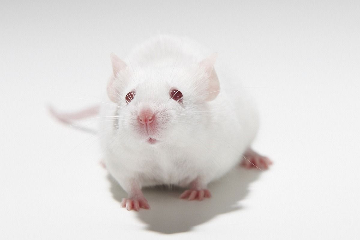 Symbolbild zur freien Nutzung (© Ärzte gegen Tierversuche e.V.)