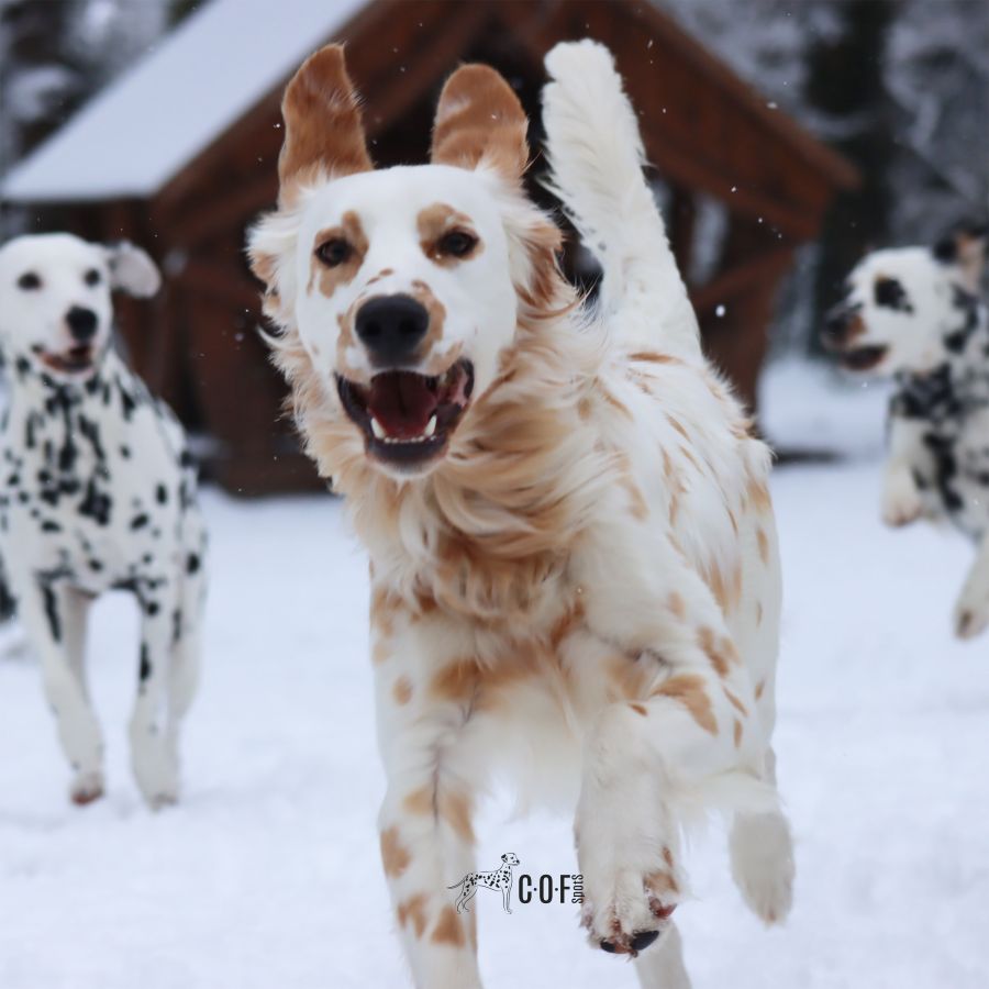 Gesunde Dalmatiner züchten: COF Spots steht für Vielfalt, Wesenstärke und moderne verantwortungsvoll (© COF Spots Dalmatiner)