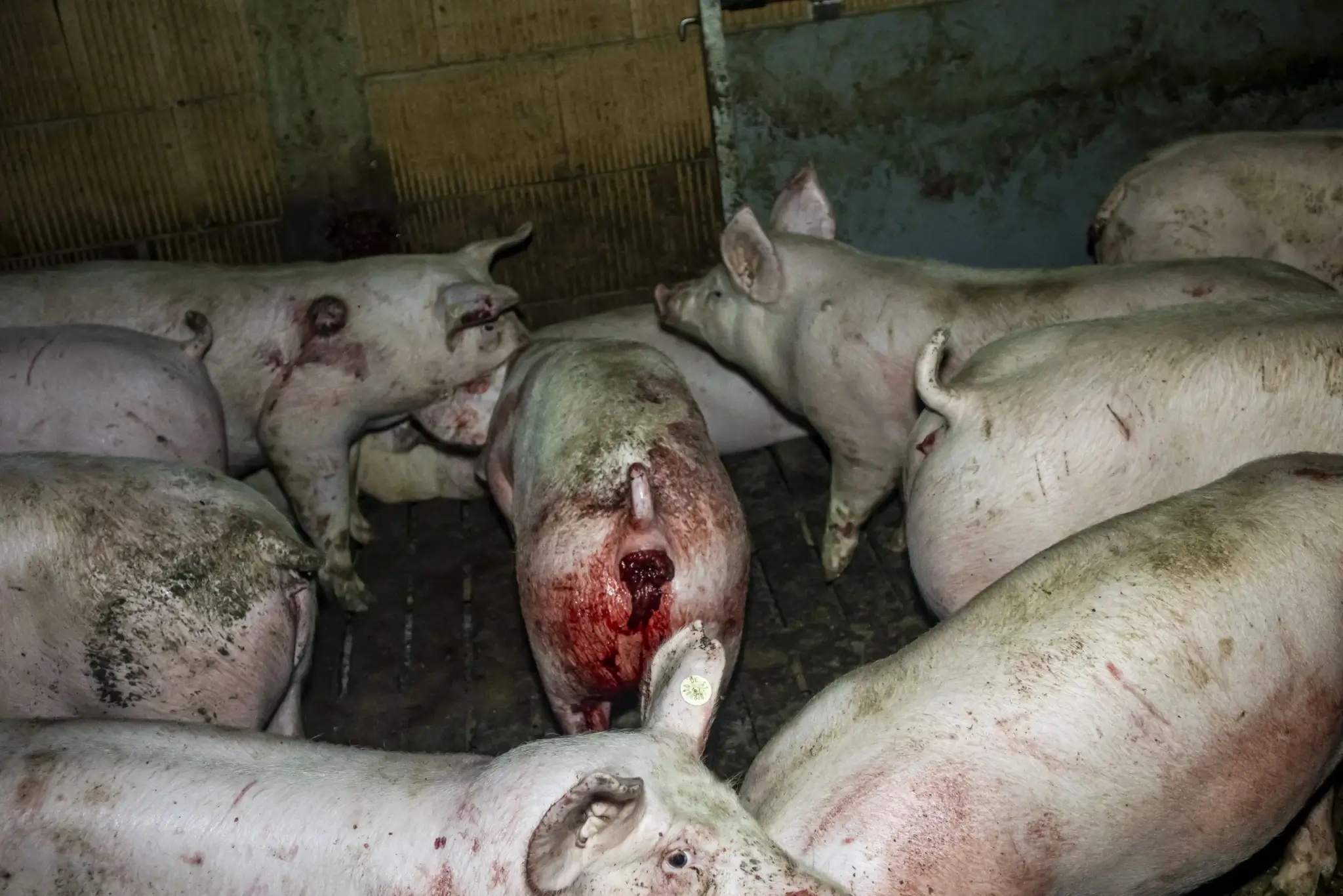 Bildmaterial aus dem Schweinemastbetrieb zeigt schwer verletzte und kranke Tiere in einem als Tierwohlstall geführten Betrieb.