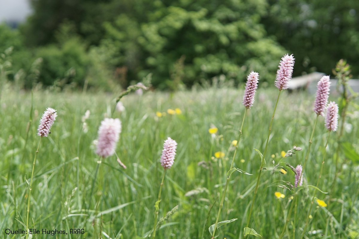 Die ARAG Experten mit hilfreichen Tipps und Tricks bei Heuschnupfen (Die Bildrechte liegen bei dem Verfasser der Mitteilung.)