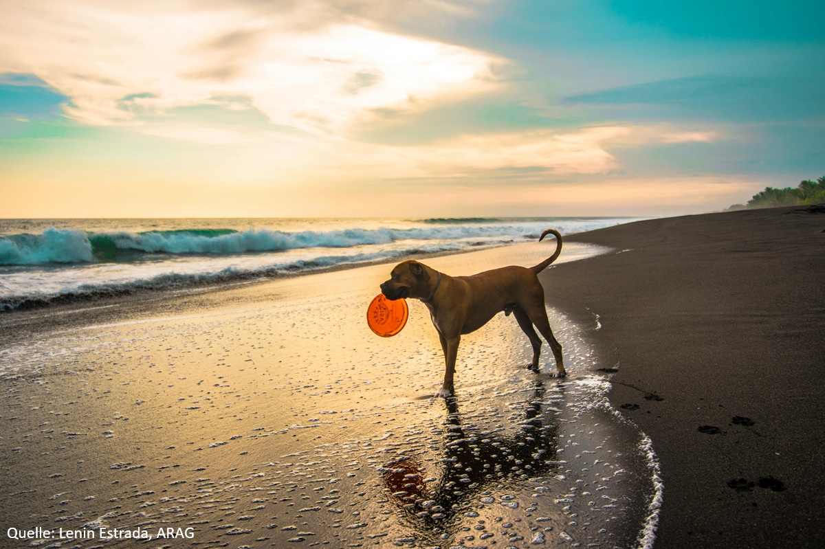 ARAG Experte Tobias Klingelhöfer über Rechte und Pflichten von Tierhaltern