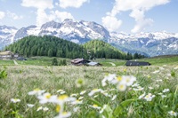 Gotzenalm im Frühling (Bergerlebnis Berchtesgaden)