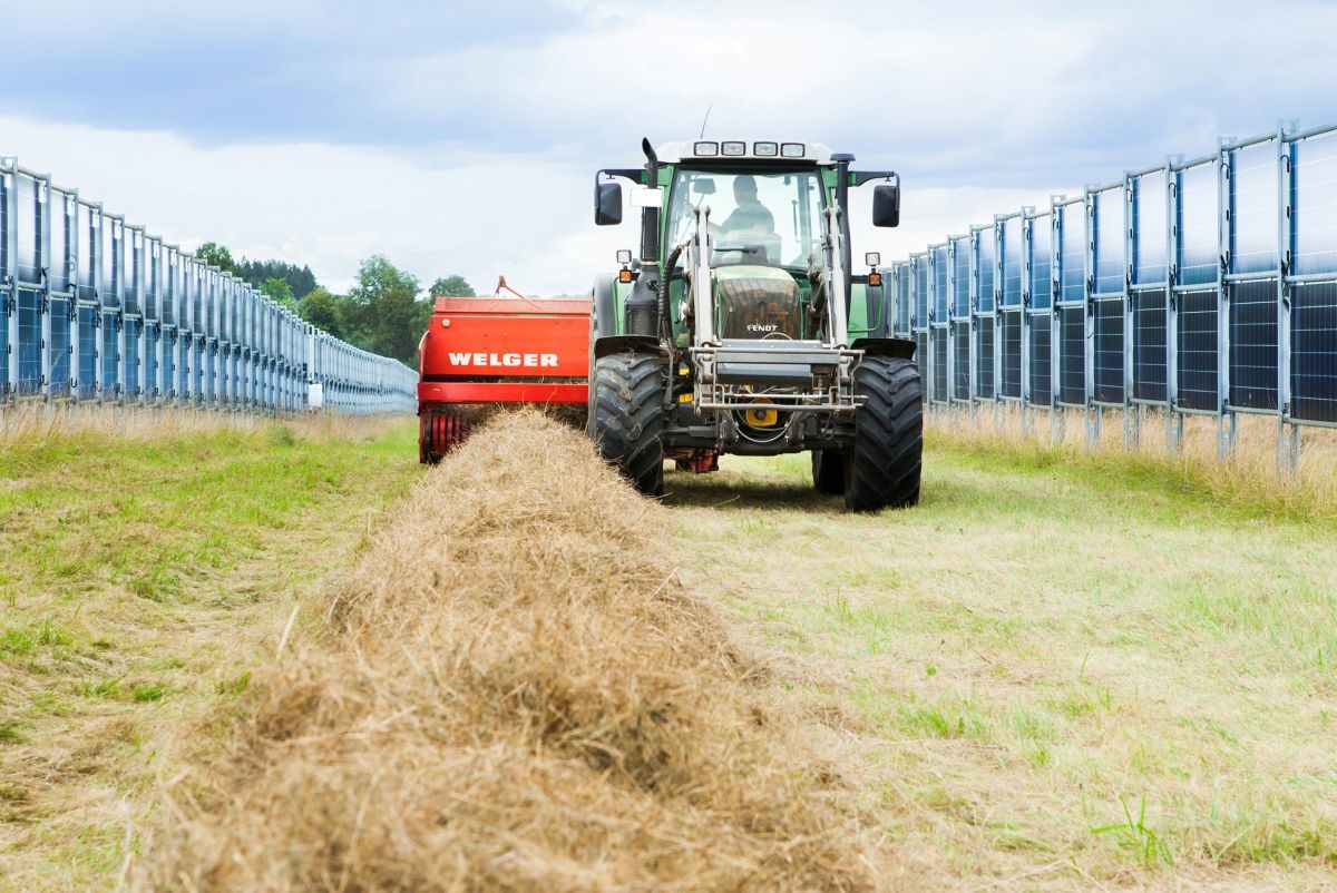 Vertikale Agri-PV von Next2Sun (© Next2Sun)