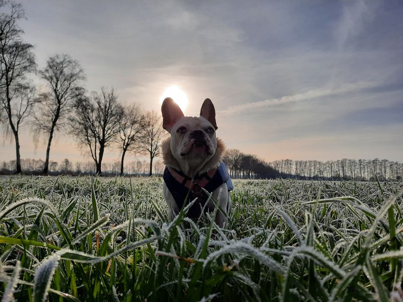 Haustiere sollten nicht fasten (Die Bildrechte liegen bei dem Verfasser der Mitteilung.)