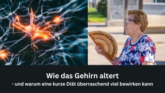 Wie das Gehirn altert - und warum eine kurze Diätüberraschend viel bewirken kann (Die Bildrechte liegen bei dem Verfasser der Mitteilung.)