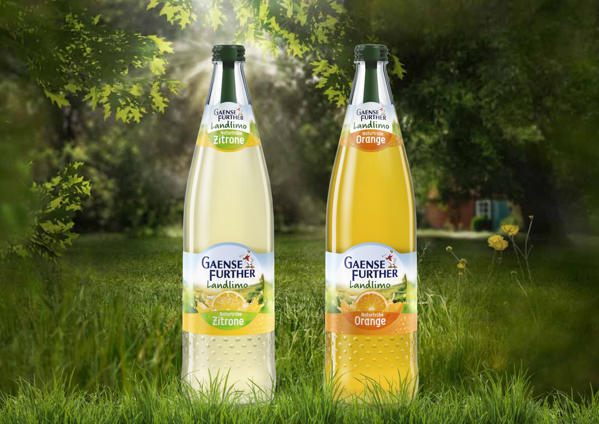 Die neuen Landlimonanden von Gaensefurther (Die Bildrechte liegen bei dem Verfasser der Mitteilung.)