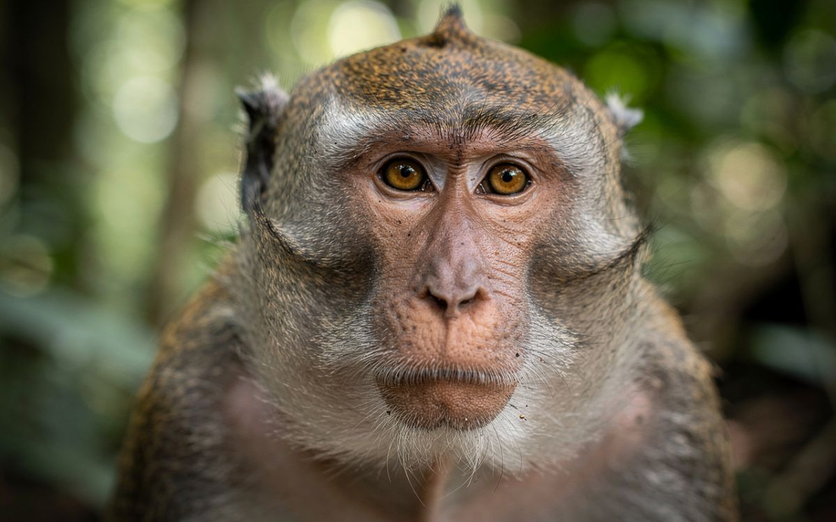 Symbolbild Javaneraffe (KI-generiert) (© )