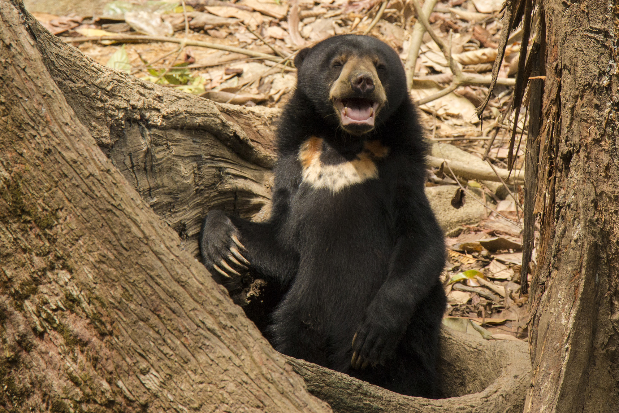 Bornean Sunbear (c) Sabah Tourism
