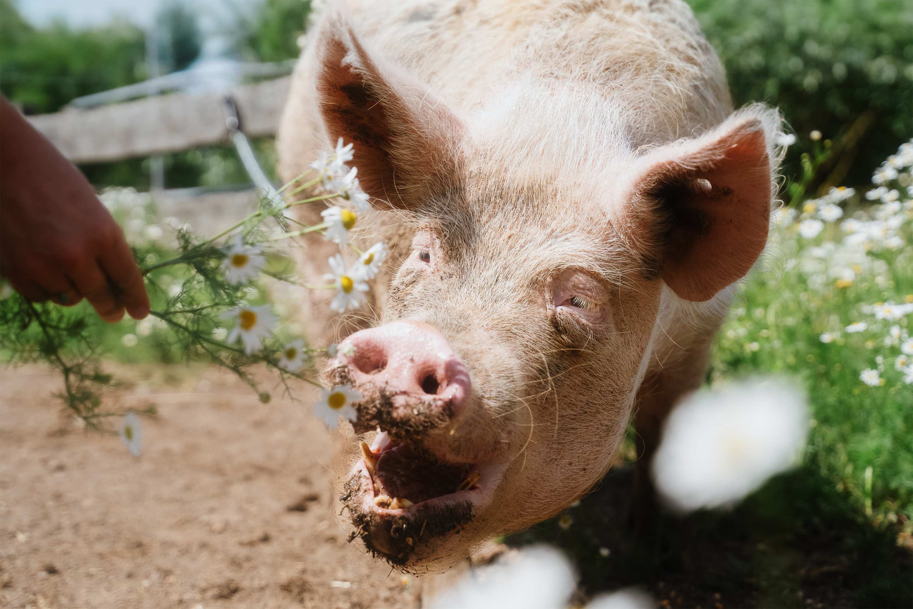 Ein gerettetes Schwein wird mit Kamille auf einem Lebenshof gefüttert, wo Tiere dauerhaft geschützt leben.