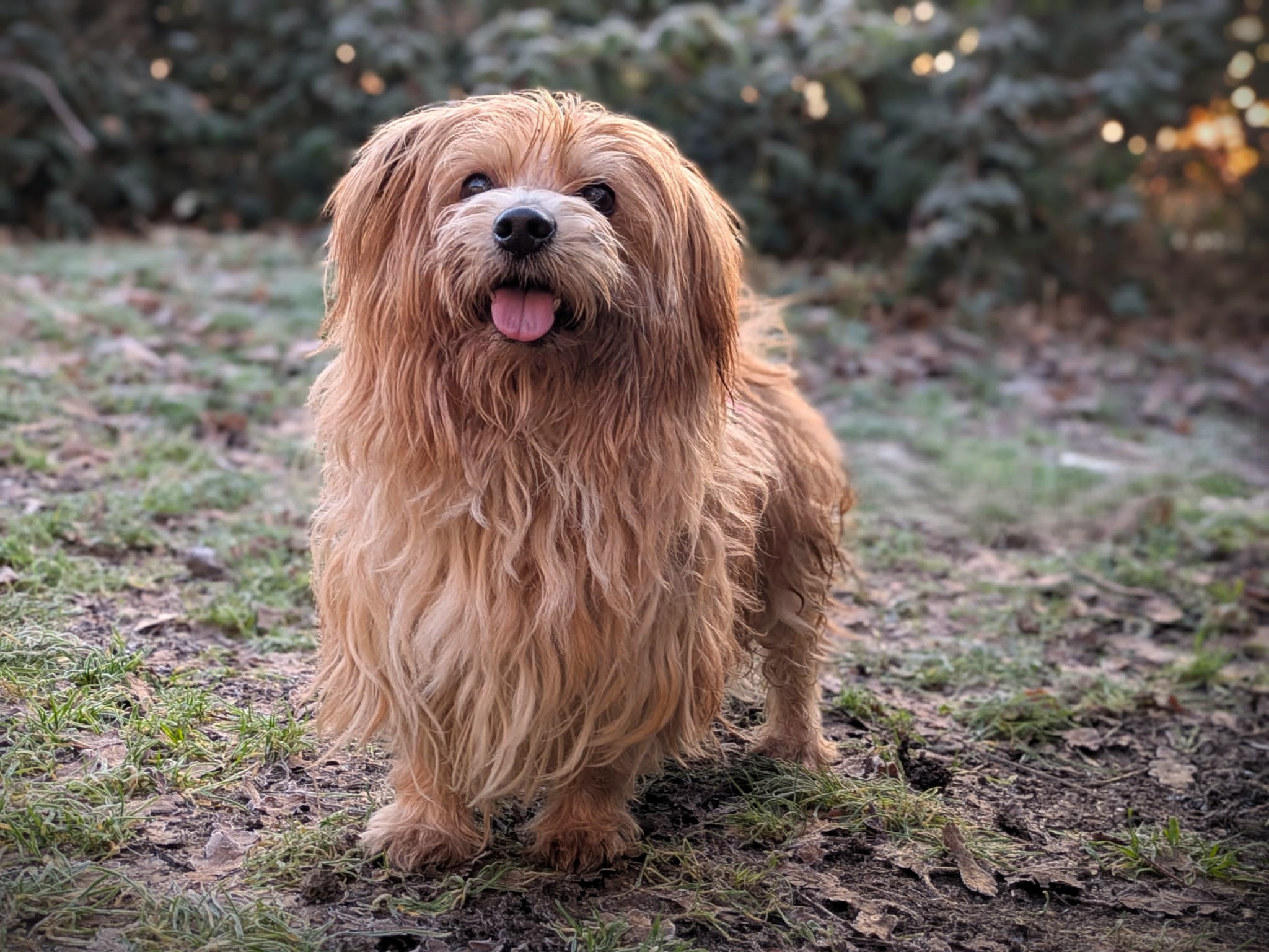 Kleiner Hund kämpft sich zurück ins Leben (Die Bildrechte liegen bei dem Verfasser der Mitteilung.)