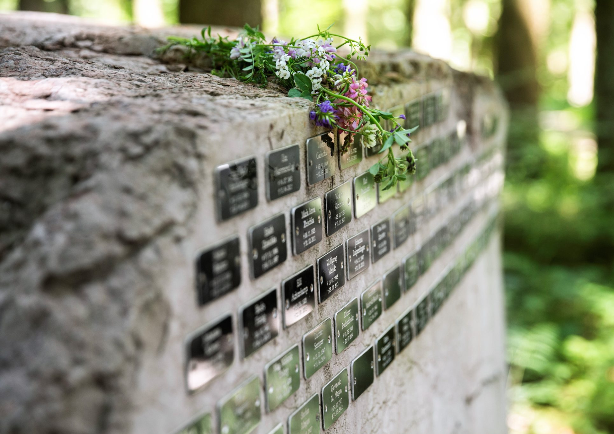Viele Menschen entscheiden sich mittlerweile für eine Baumbestattung in einem Waldfriedhof.
