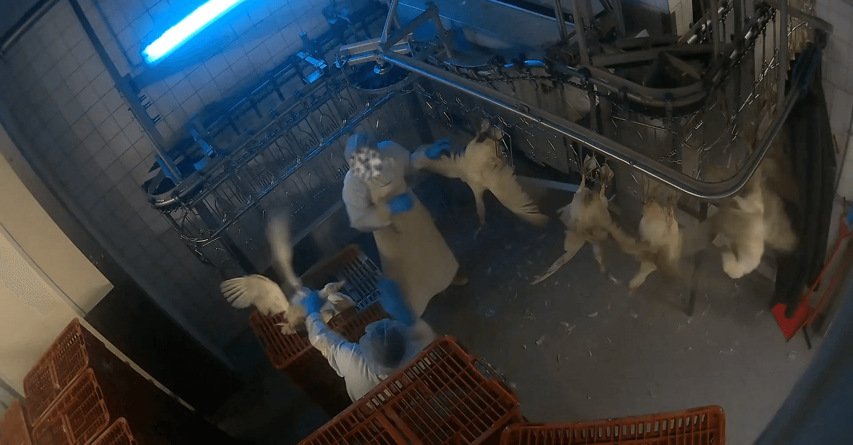 Aufnahmen zeigen Tierquälerei im Schlachthof 