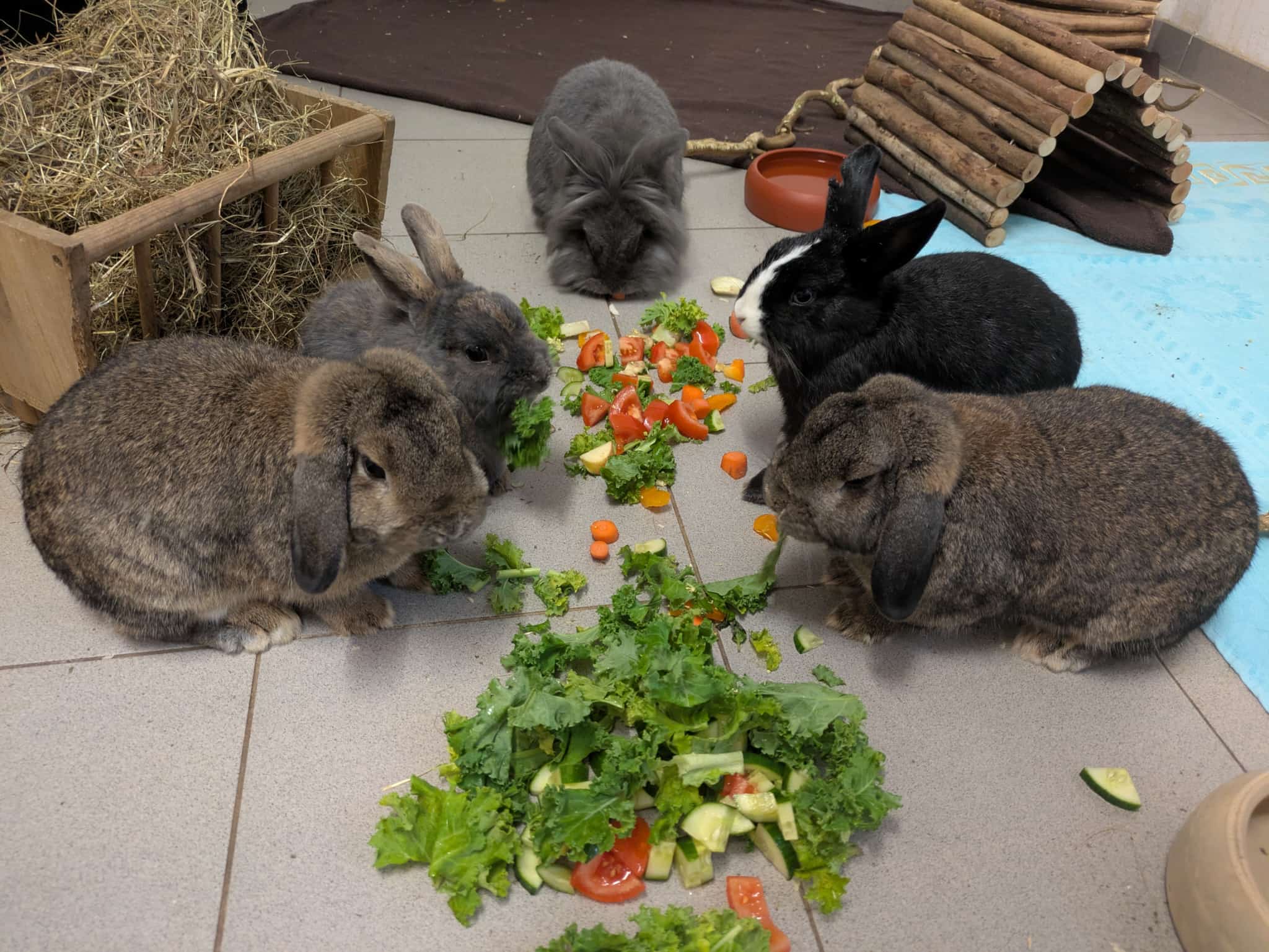 Der Bund Deutscher Tierfreunde warnt vor Kaninchen als Ostergeschenke (Die Bildrechte liegen bei dem Verfasser der Mitteilung.)