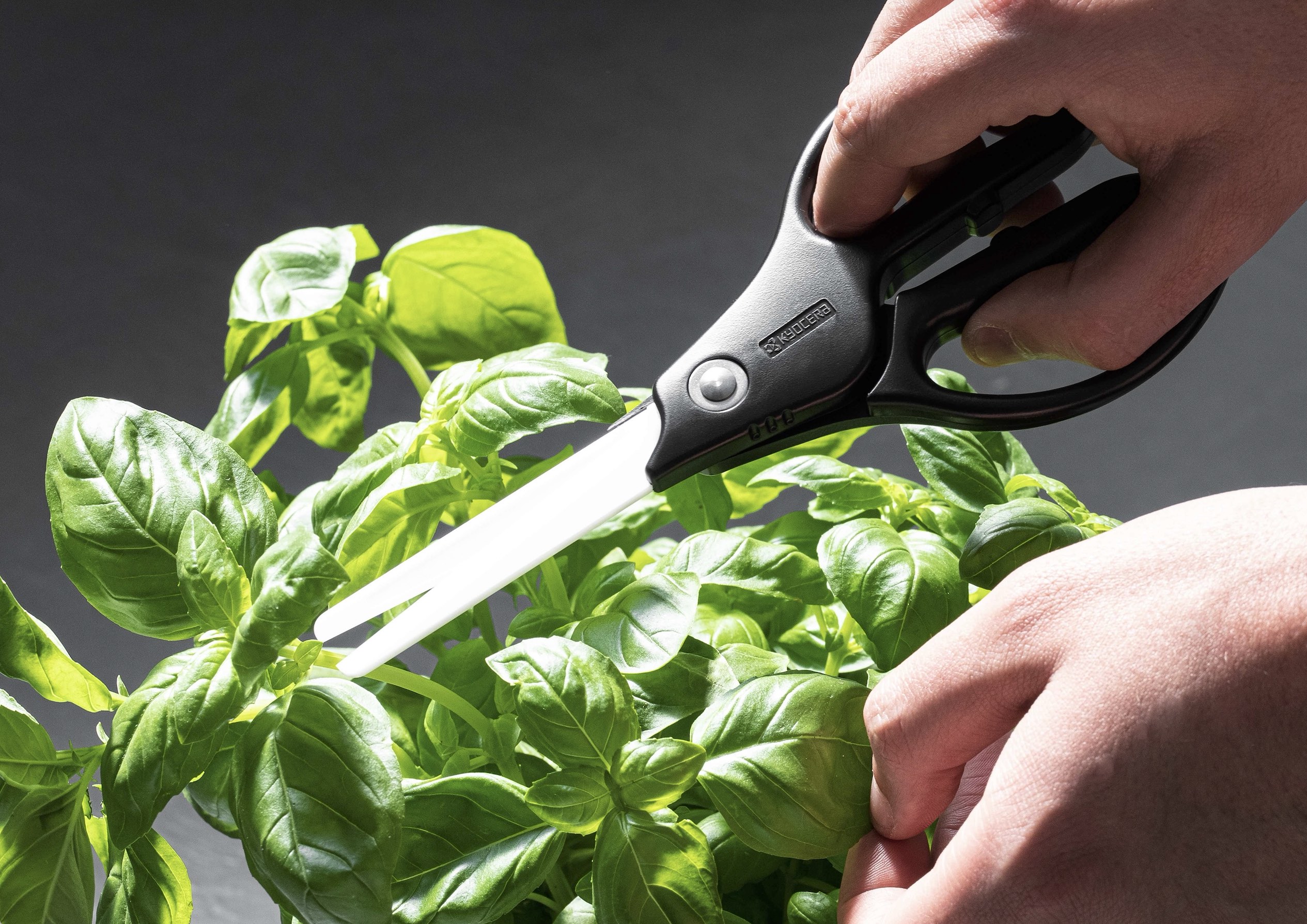 (Die Bildrechte liegen bei dem Verfasser der Mitteilung.)