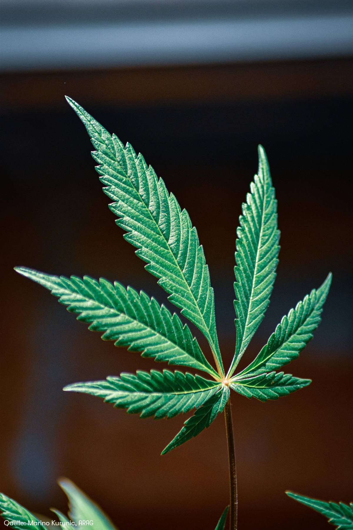 ARAG Experten erklären die wichtigsten Regeln zum Umgang mit Cannabis (Die Bildrechte liegen bei dem Verfasser der Mitteilung.)