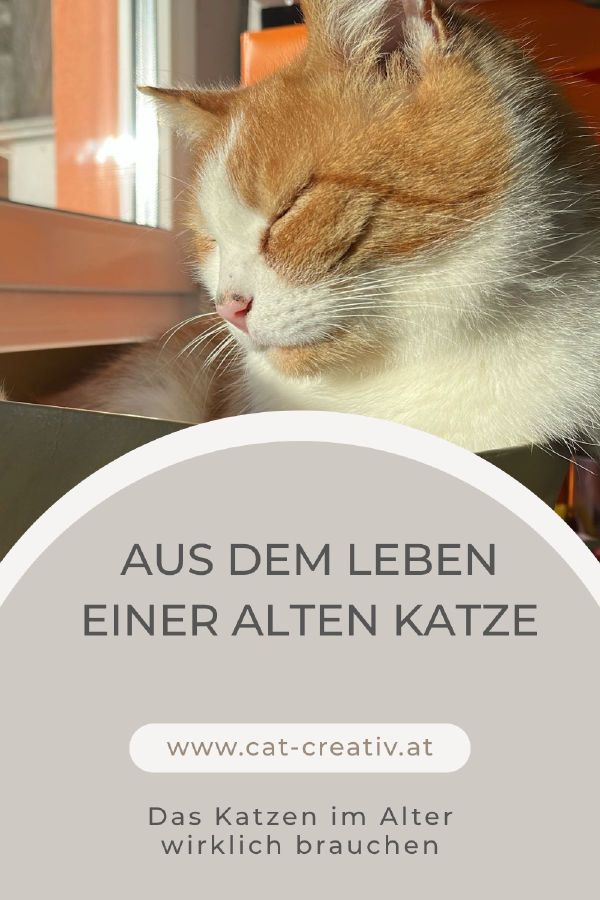 Ein neuer Blog beschäftigt sich mit dem Leben älterer Katzen. (© Papierfresserchens MTM-Verlag)
