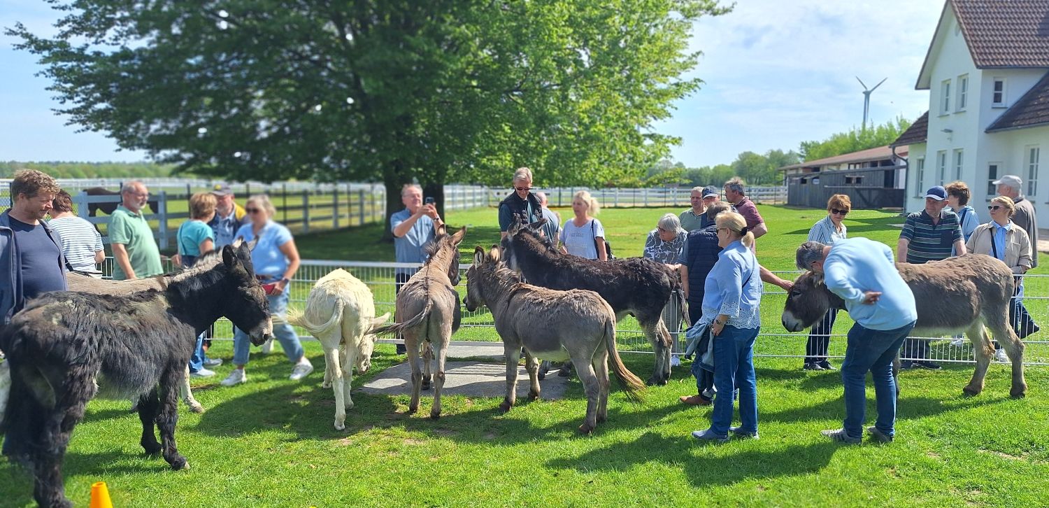 Streicheleinheiten für die Esel der Gut Aiderbichl BALLERMANN RANCH (Die Bildrechte liegen bei dem Verfasser der Mitteilung.)