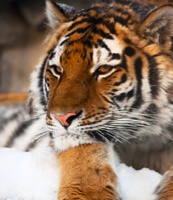Tigernot: Helfen Sie mit Ihrer Spende, die letzten Tiger in Freiheit zu retten Tigernot: Helfen Sie mit Ihrer Spende, die letzten Tiger in Freiheit zu retten
