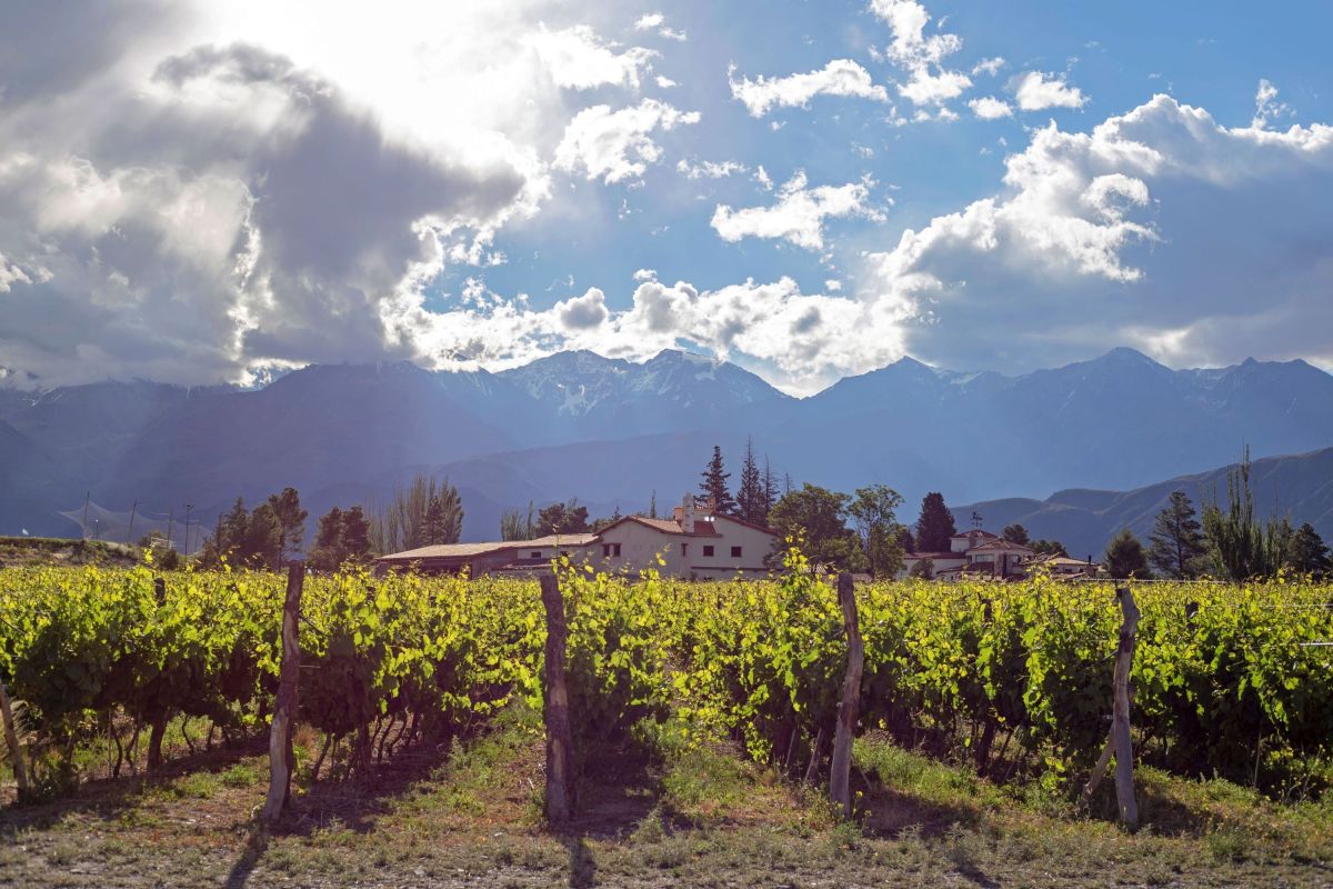 Weinanbau in Mendoza (Argentinien) (© visitargentina)