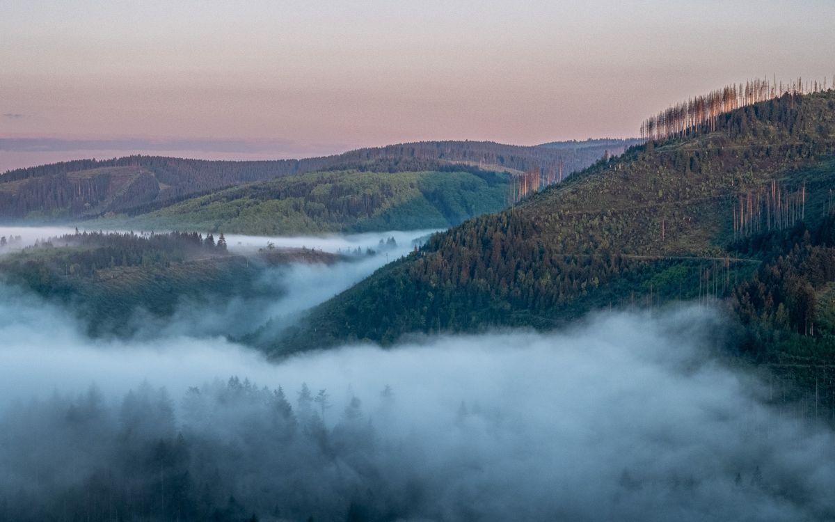 Morgennebel im Harz sorgt für Tiefe und eine ruhige, atmosphärische Bildwirkung. (© CellaPix | A. Kolb-Telieps)