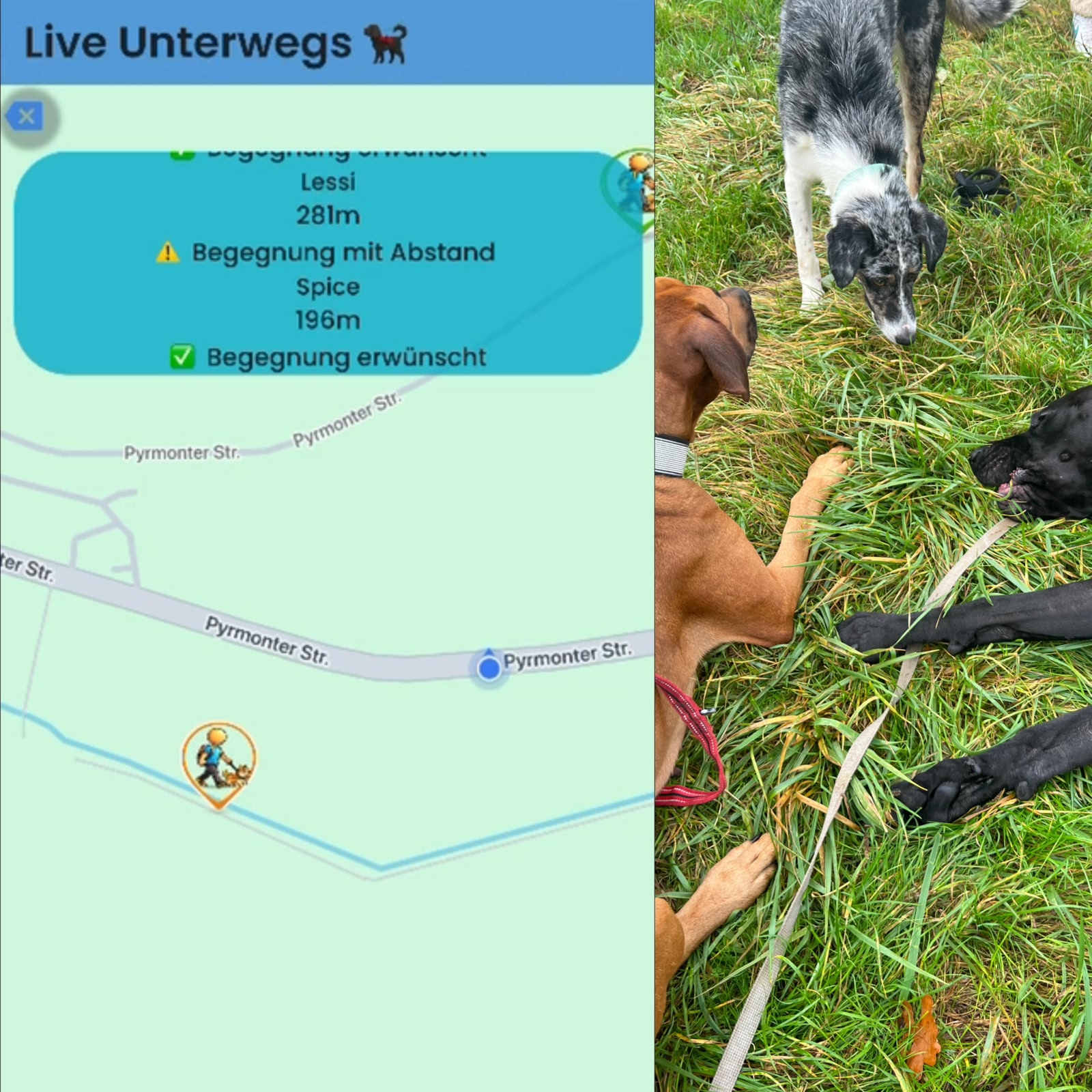 Fernschnauze - Die App für planbare und entspanntere Hundebegegnungen