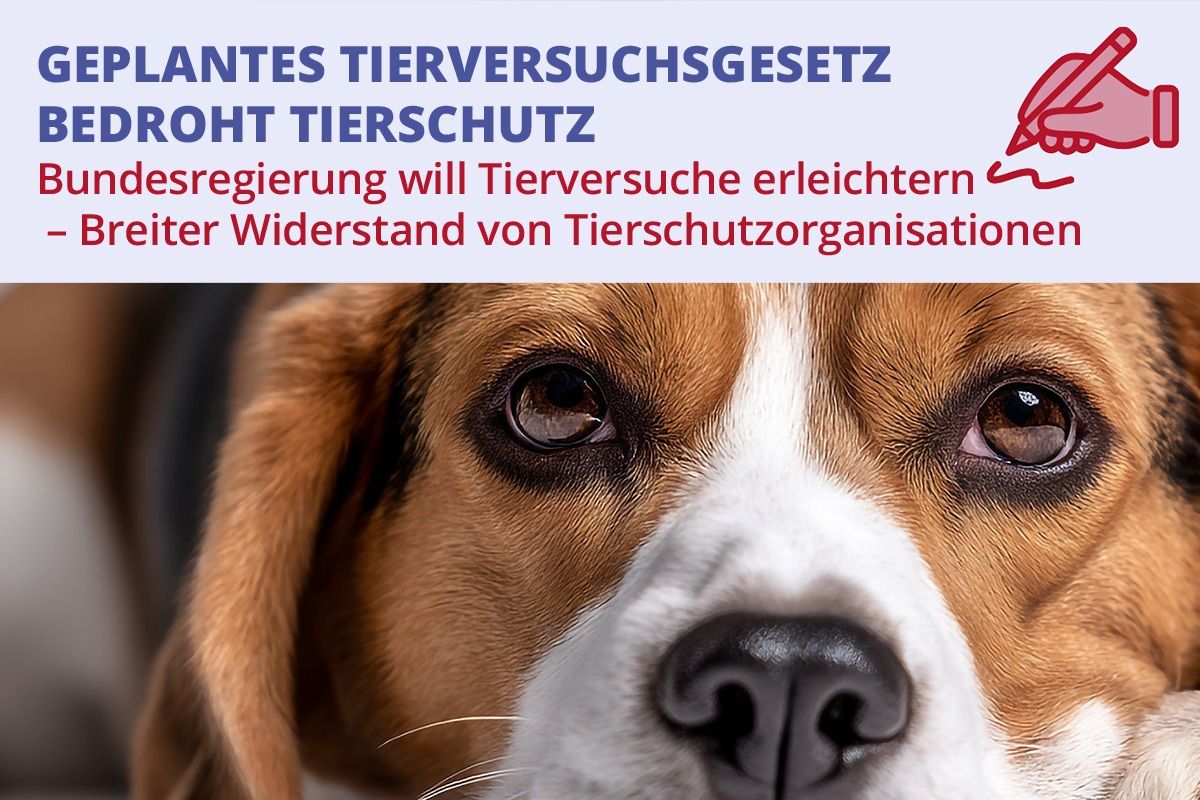 Visual zur freien Nutzung. (© Ärzte gegen Tierversuche e.V.)