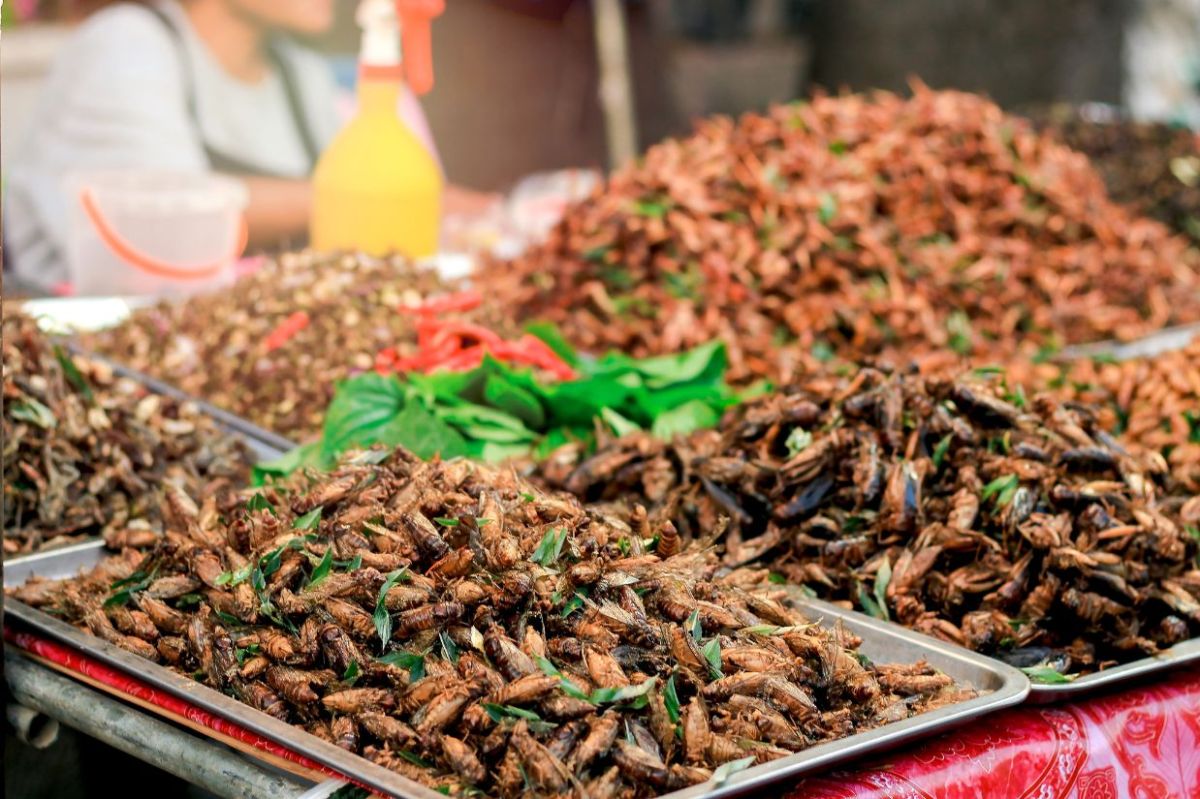 Insekten wirken wenig appetitlich, sollen aber knusprig und nussig schmecken. Augen zu und probieren (© Bildquelle: Canva)