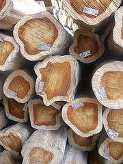 Holzhandel mit illegalem Tropenholz in der EU künftig verboten Holzhandel mit illegalem Tropenholz in der EU künftig verboten