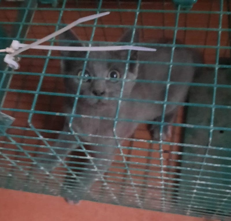 Gerettete Straßenkatze