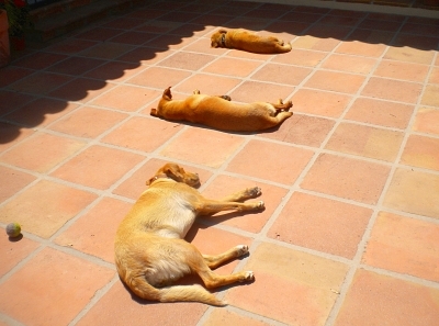 Hundeversicherung - Tipps zum Schutz des Hundes