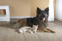 Im Sommer leiden auch Hund und Katze unter starker Sonneneinstrahlung. (Bildquelle: AGILA Haustierve