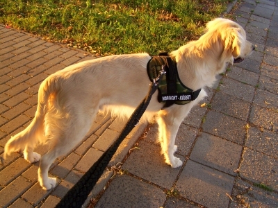 Hundehaftpflichtversicherung - ist sie wirklich notwendig? Hundehaftpflichtversicherung - ist sie wirklich notwendig?