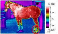Thermografie Aufnahme eines Pferdes mit deutlich erhöhter Temperatur an den Hinterbeinen (markiert)