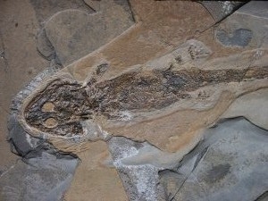 Fossilienhandel Otto in Wiesbaden glänzt mit großem Angebot