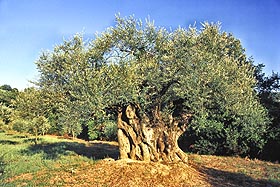 Olivenhaine prägen das Landschaftsbild des Cilento Olivenhaine prägen das Landschaftsbild des Cilento