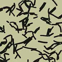 Lactobacillus salivarius, mikroskopische Aufnahme. Lactobacillus salivarius, mikroskopische Aufnahme.