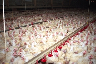 Megaschlachthof in Wietze - Vegetarierbund und Bürgerinitiative fordern Stopp des Bauvorhabens