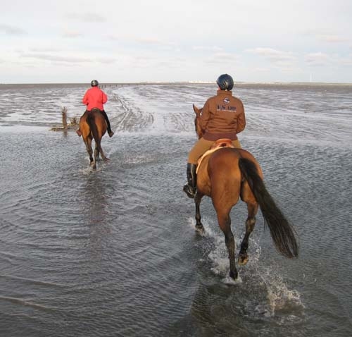 Reiturlaub in Watt und Wald rund um Cuxhaven-Sahlenburg Reiturlaub in Watt und Wald rund um Cuxhaven-Sahlenburg