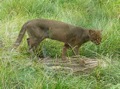 Ein Jaguarundi streift über das Feld. Foto: Bondlina