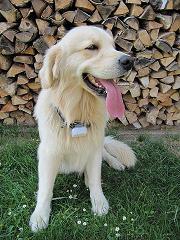 Hund mit iDobber