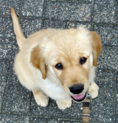 Hundehaftpflichtversicherung: auch schon für kleine Schäden wichtig Hundehaftpflichtversicherung: auch schon für kleine Schäden wichtig