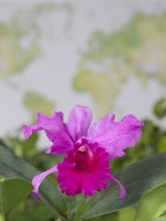 Orchidee Orchidee