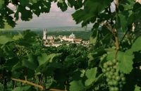 Weinreben mit Blick auf das Stift