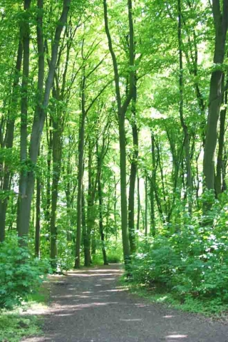 Wirtschaftsfaktor Wald: Holzvorräte bilden wichtiges Energie-Reservoir Wirtschaftsfaktor Wald: Holzvorräte bilden wichtiges Energie-Reservoir